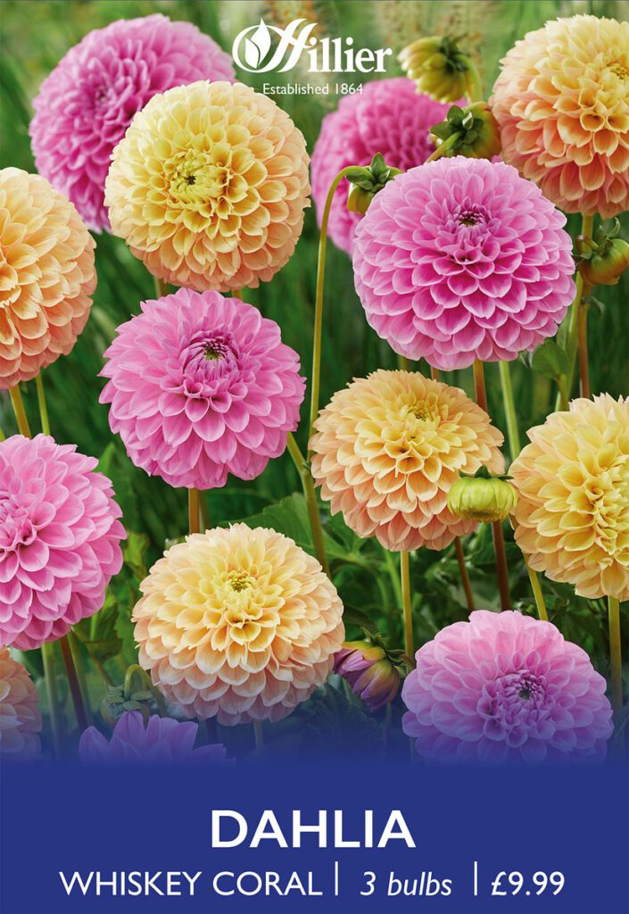 Dahlia Whiskey Coral Bulbs 8718641997567 2